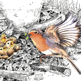 Z'oiseaux de jardin