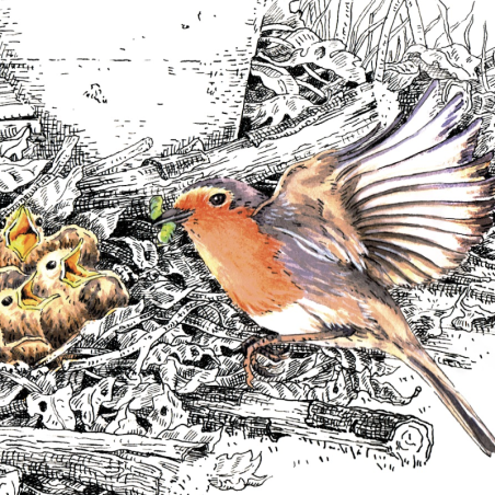 Z'oiseaux de jardin