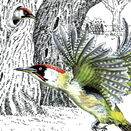 Z'oiseaux de jardin