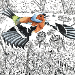 Z'oiseaux de jardin