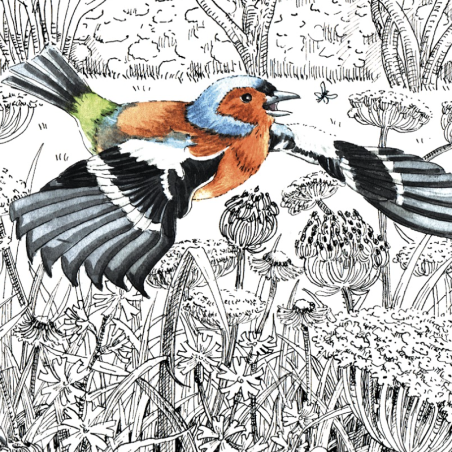 Z'oiseaux de jardin