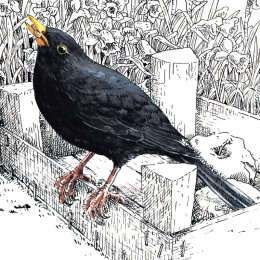 Z'oiseaux de jardin