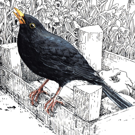 Z'oiseaux de jardin