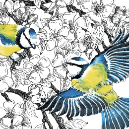 Z'oiseaux de jardin