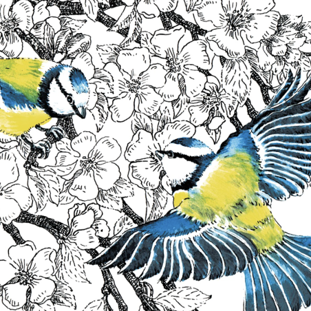 Z'oiseaux de jardin