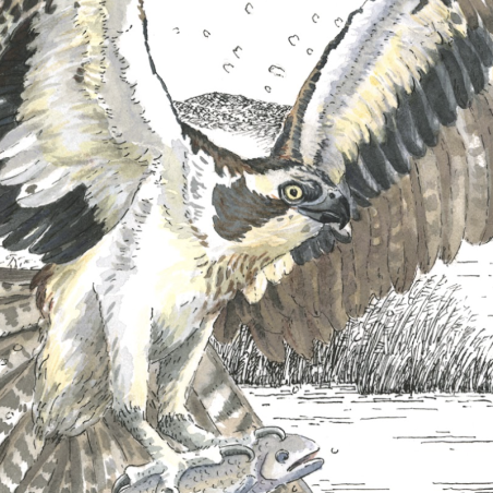 Z'oiseaux de proie Z'oiseaux de proie