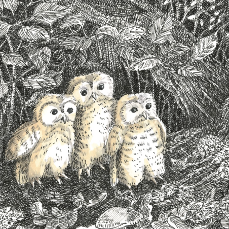 Z'oiseaux de proie Z'oiseaux de proie