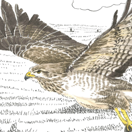 Z'oiseaux de proie Z'oiseaux de proie