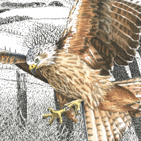 Z'oiseaux de proie Z'oiseaux de proie