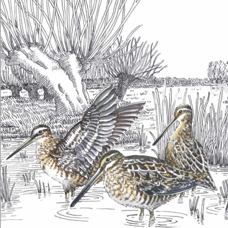 Z'oiseaux de l'eau Z'oiseaux de l'eau