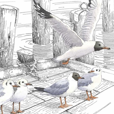 Z'oiseaux de l'eau Z'oiseaux de l'eau