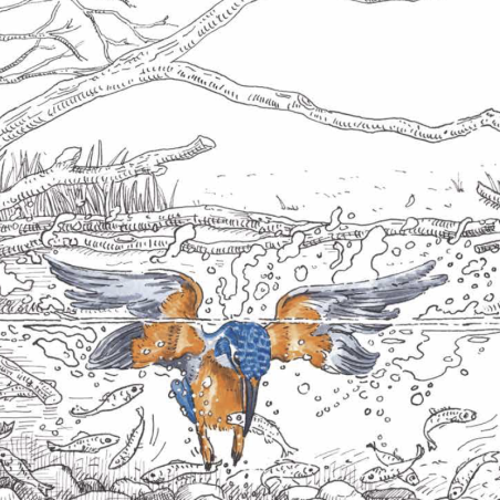 Z'oiseaux de l'eau Z'oiseaux de l'eau