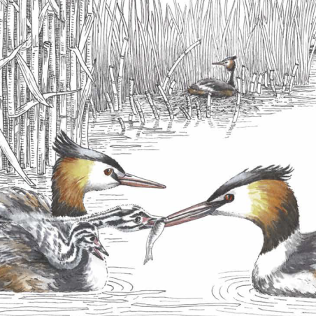 Z'oiseaux de l'eau Z'oiseaux de l'eau
