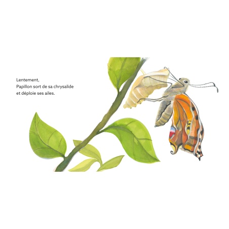 Papillon : une journée dans la vie du paon du jour