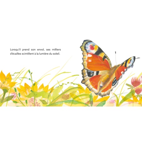 Papillon : une journée dans la vie du paon du jour