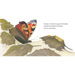 Papillon : une journée dans la vie du paon du jour