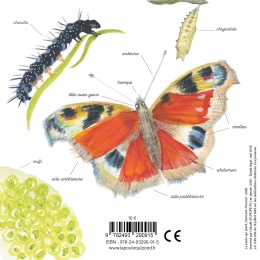 Papillon : une journée dans la vie du paon du jour