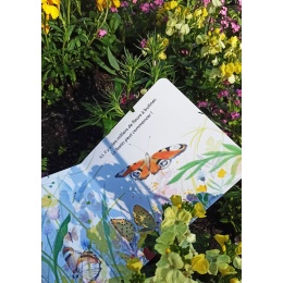 Papillon : une journée dans la vie du paon du jour