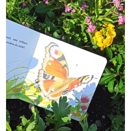 Papillon : une journée dans la vie du paon du jour