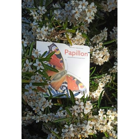 Papillon : une journée dans la vie du paon du jour