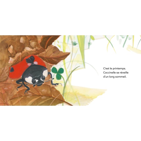 Coccinelle