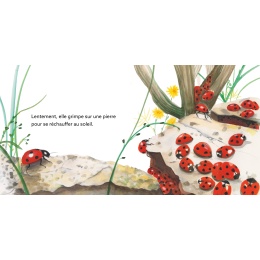 Coccinelle