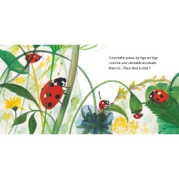 Coccinelle