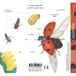Coccinelle